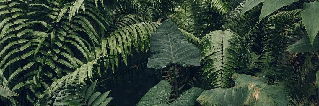 looshadotca's profile banner image