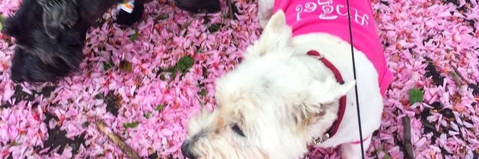 Val1612's profile banner image