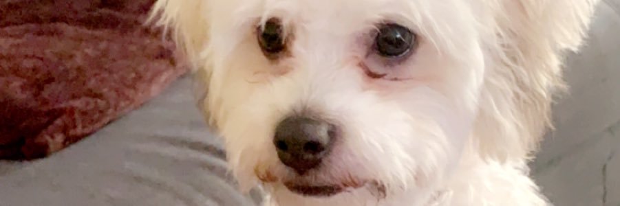 niktwed's profile banner image