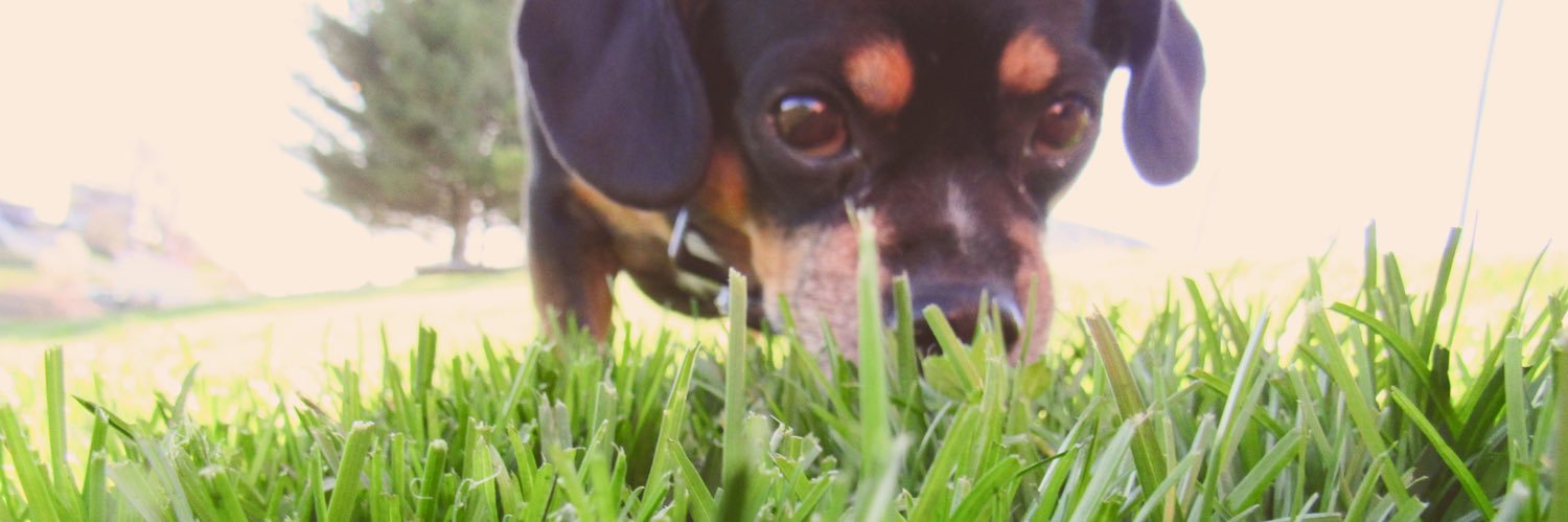 cassie_flu's profile banner image