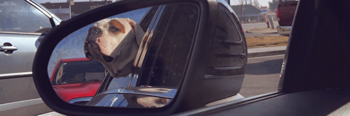 baileyrosesills's profile banner image