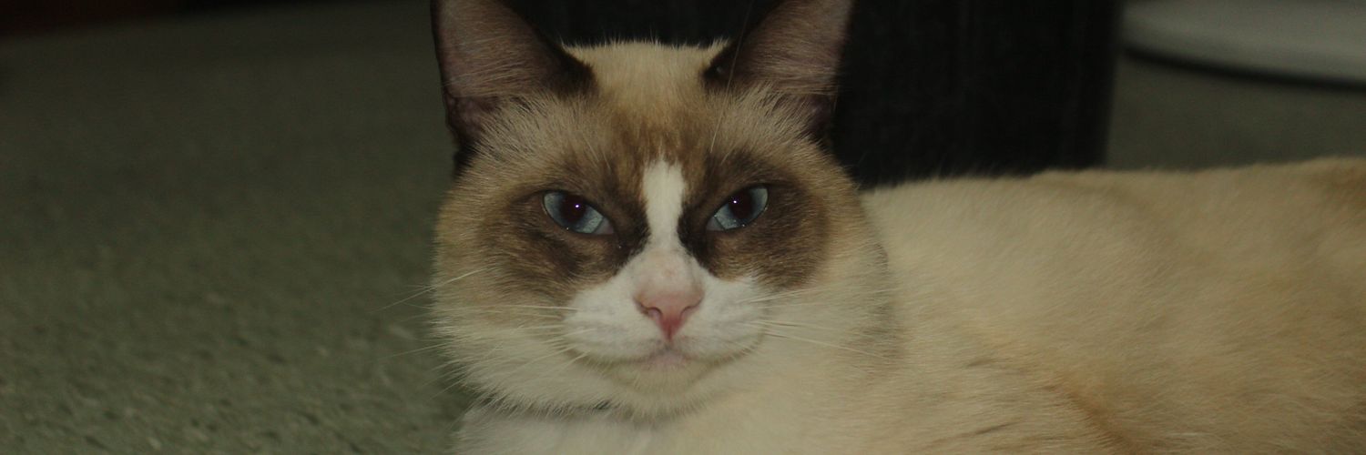 deivrst's profile banner image
