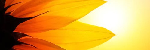 CurlyHeadRissa's profile banner image