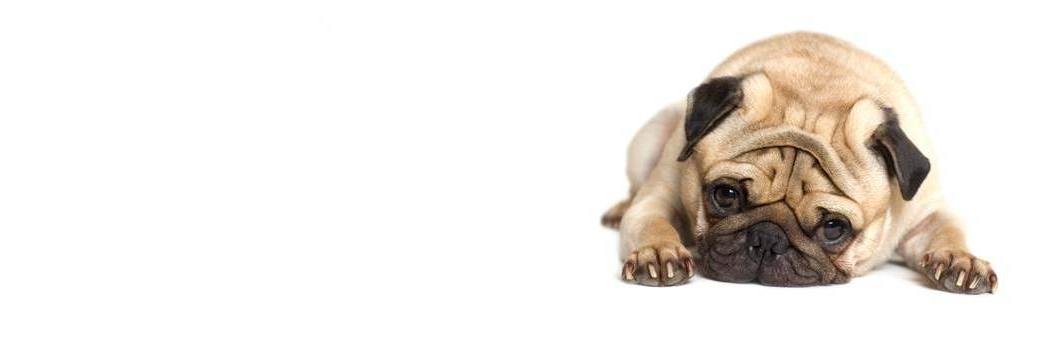 Woof Shop banner