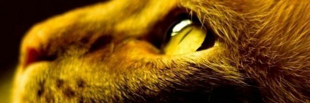 kanaric's profile banner image