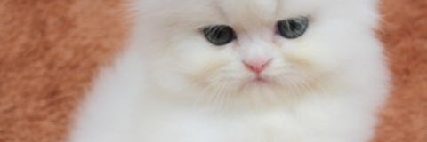 {•I_Tim•}🖤FT:ไม่มีใครคุม. banner
