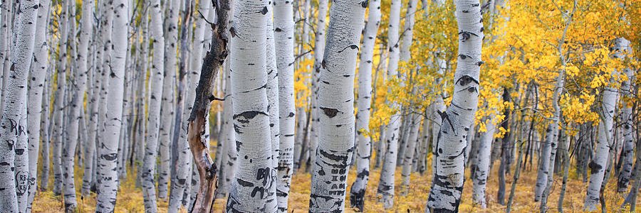 AspenCottingPA's profile banner image