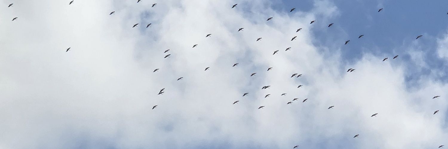 ozlemogen's profile banner image