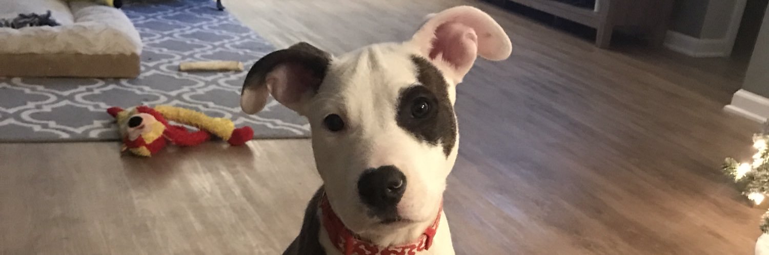 MorganCarrigan's profile banner image