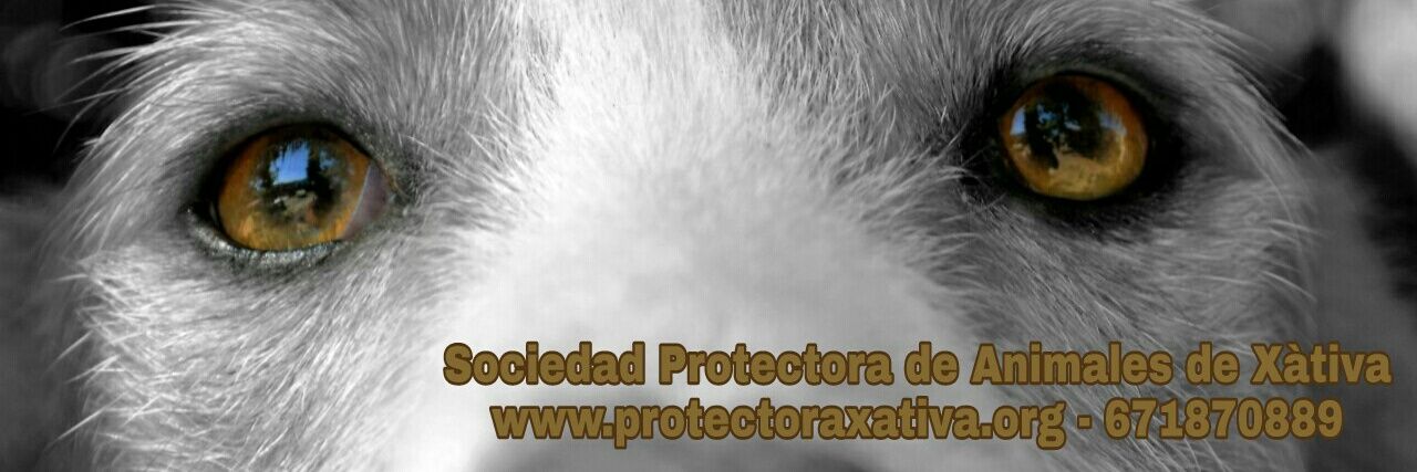 protectoraspax's profile banner image