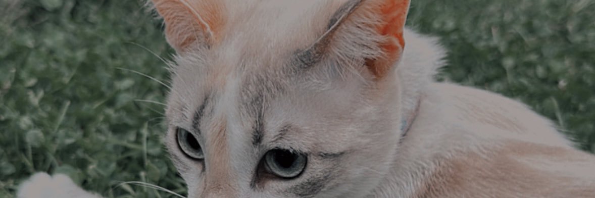 _macasepulveda's profile banner image