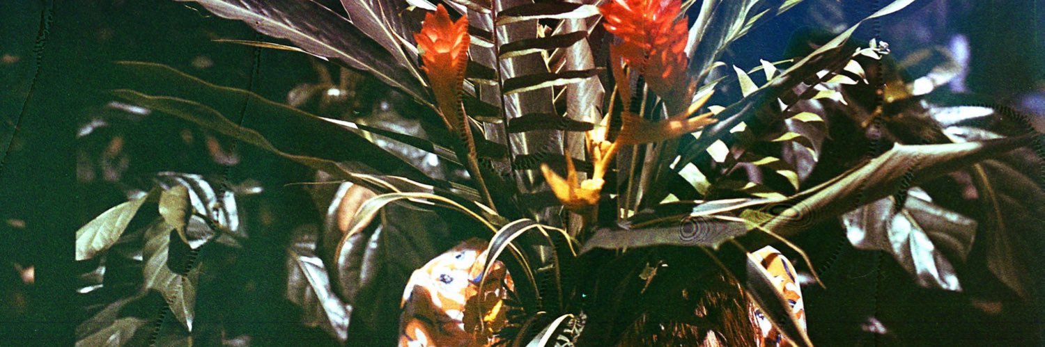 MajandraNg's profile banner image