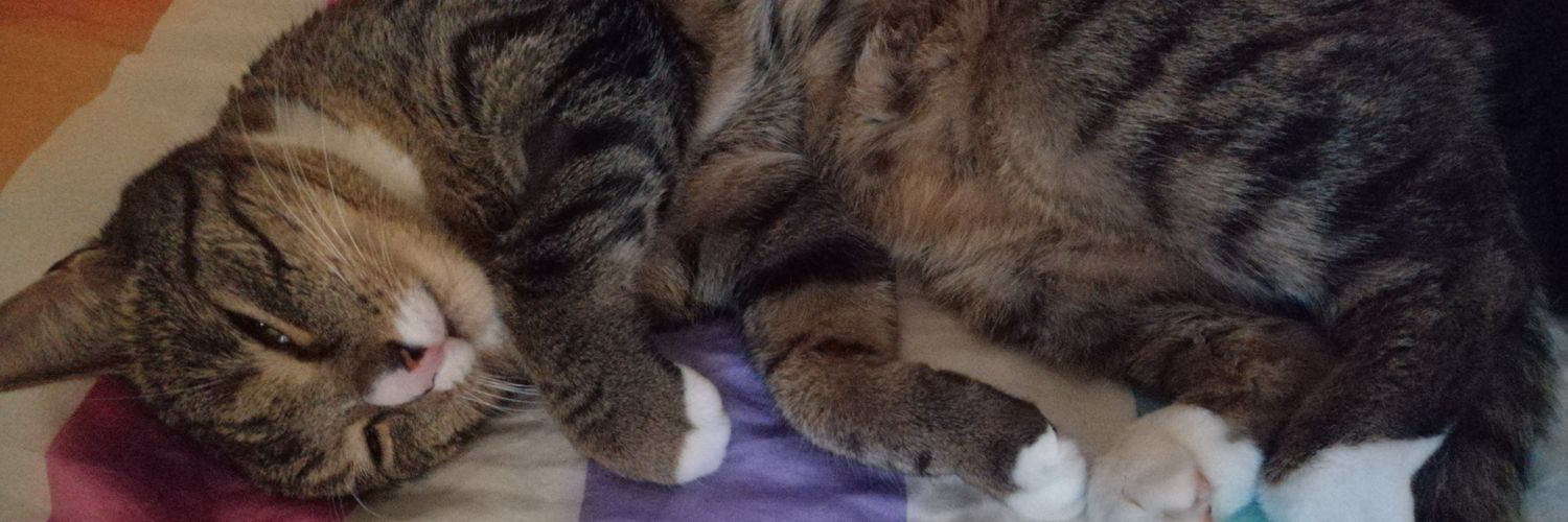 Panikkatze banner