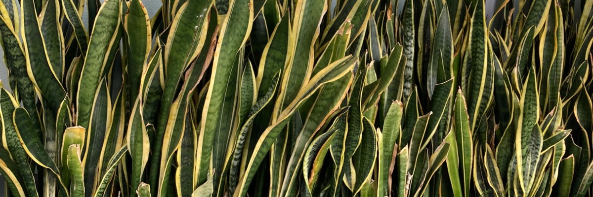 MacklinTanisha's profile banner image