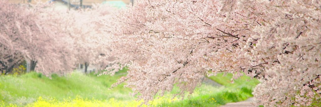 ことみ♀️ banner