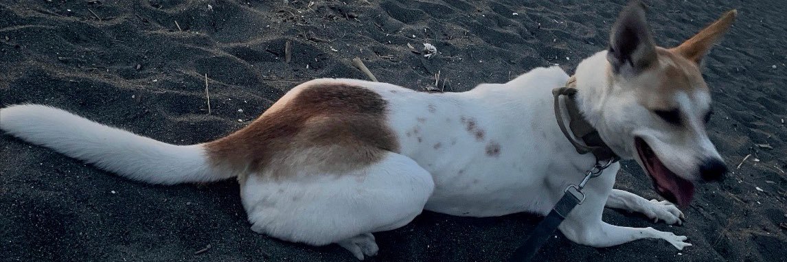 迷い犬探しています banner
