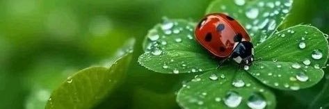 Karen 🐞 Ladybug 🖤☕️🖖🏻🍀's banner