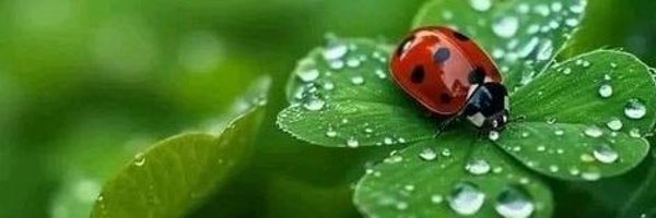 MrsKladybug Profile Banner