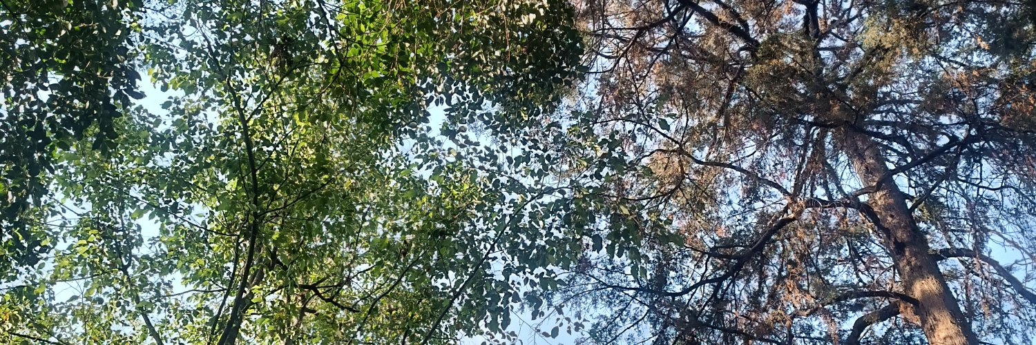 Liiivaa's profile banner image