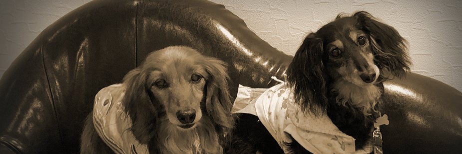 copooh's profile banner image