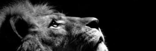 B banner