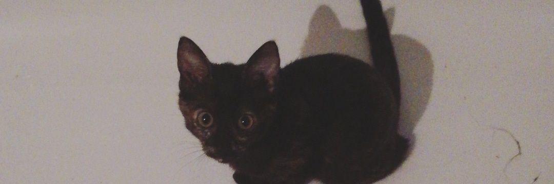 mireemii2's profile banner image