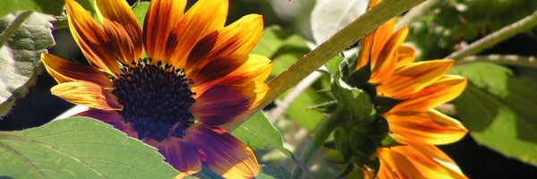 miczl Profile Banner