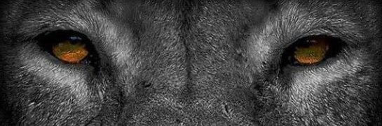 gkhnumr's profile banner image
