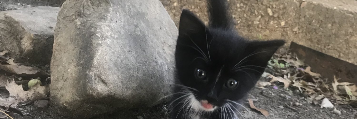 SquirtlesD's profile banner image