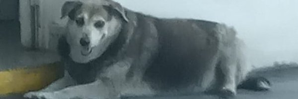 TinchoSnow_ Profile Banner