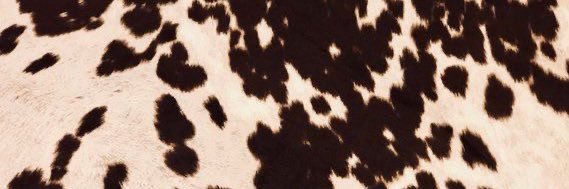 SEKesselring's profile banner image