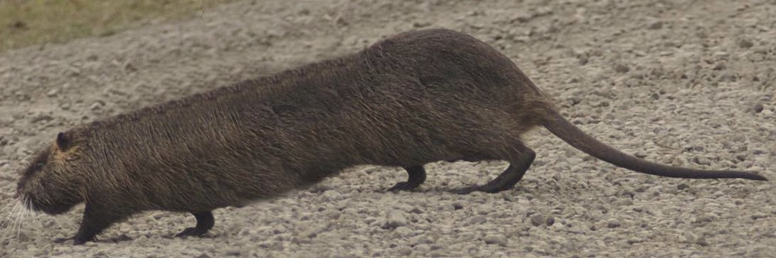 Elongated Muskrat banner