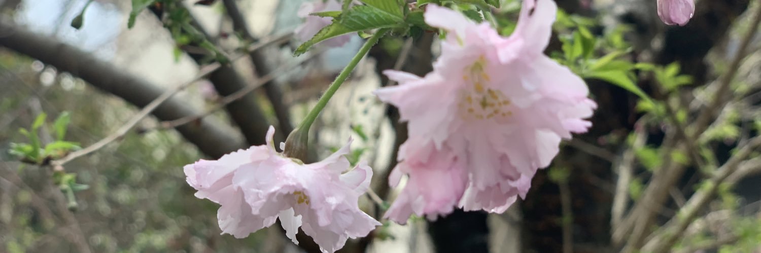 estukotoya's profile banner image