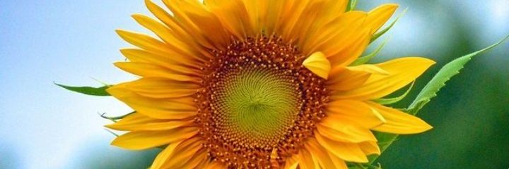 geoninet del cid🇬🇹 banner