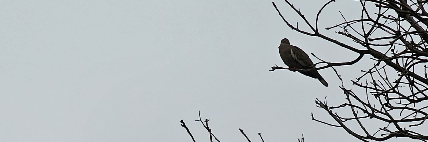 EscritoAparte's profile banner image