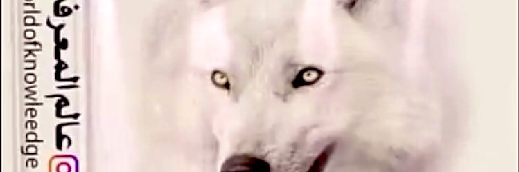 إسماعيل تركستاني banner