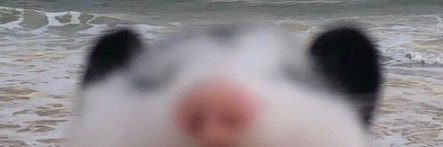 Aaaaaaaaaa's banner