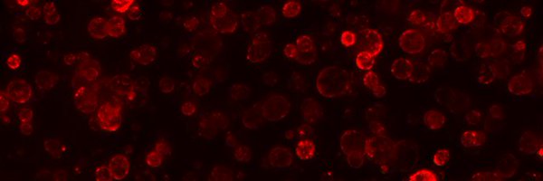 hjhjess Profile Banner