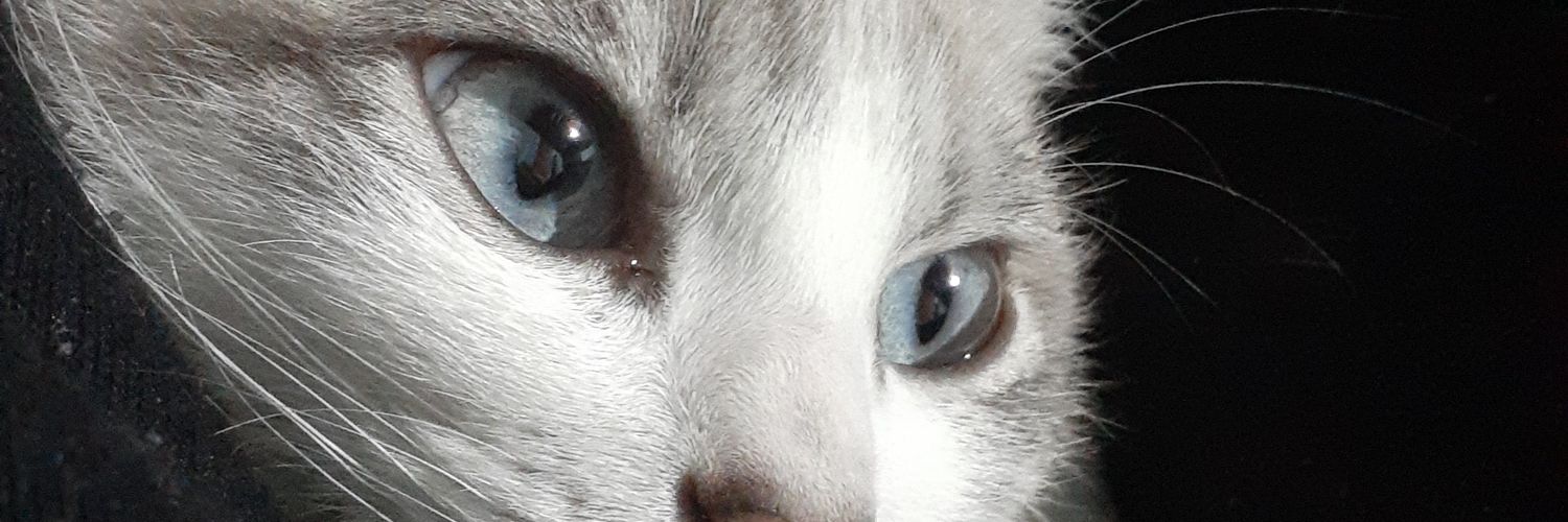 mathias_holz_'s profile banner image