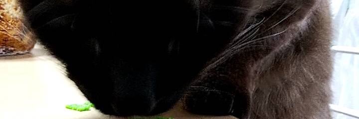 okashi77's profile banner image