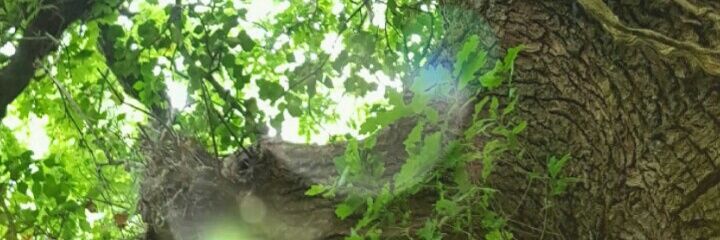 juma_phd's profile banner image