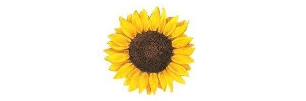 ashrparent's profile banner image