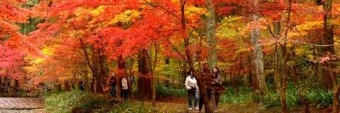 802Makiko's profile banner image