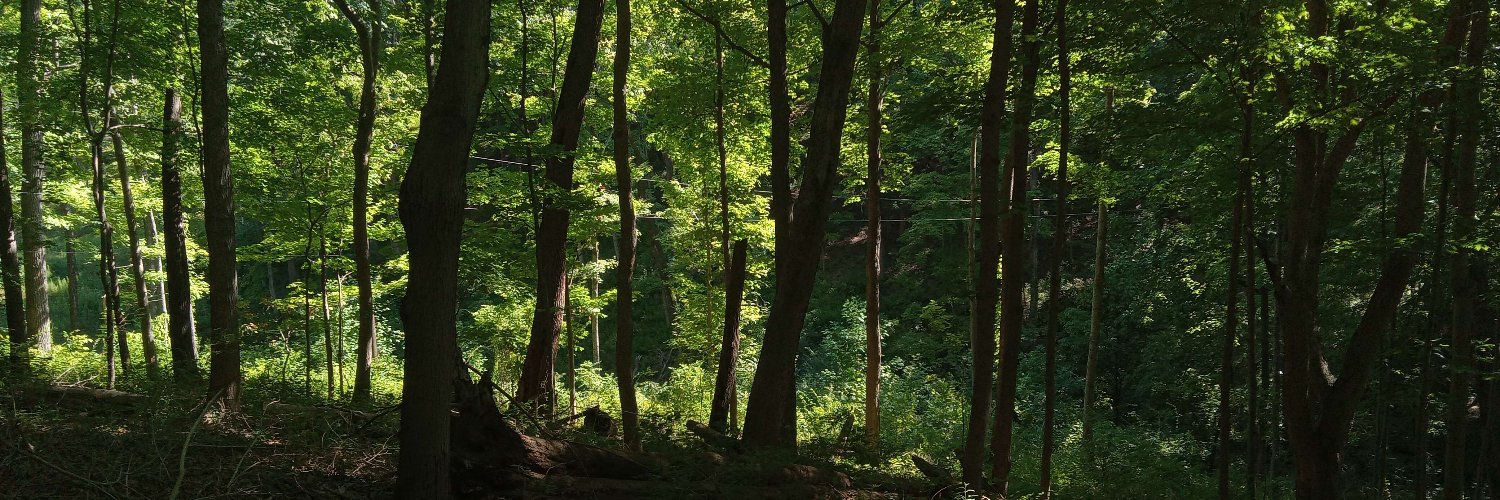 Fletical 🐸 banner