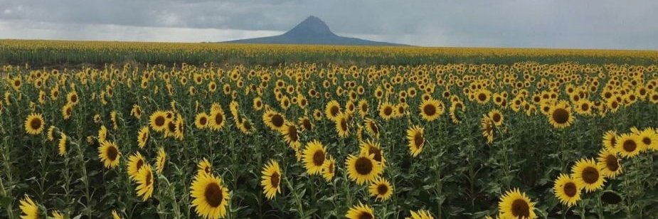 Informativo de Tamaulipas banner