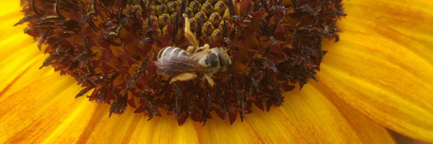 Crystal Abitz banner