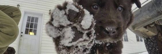 if you give a mouse a gun banner