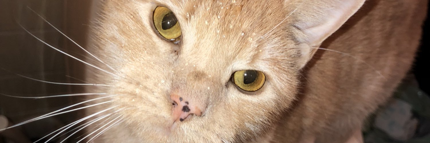 lisapopovic_'s profile banner image