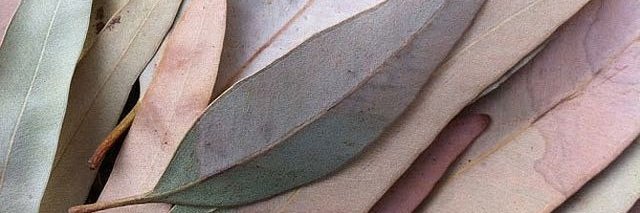 AveMensa's profile banner image