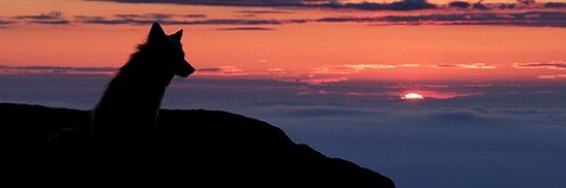 drredmo's profile banner image